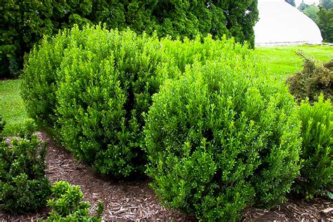 Compact Inkberry Holly For Sale Online The Tree Center™