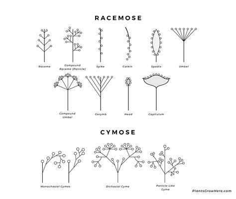 Identifying Plants With Leaves Flowers And Beyond Hort People