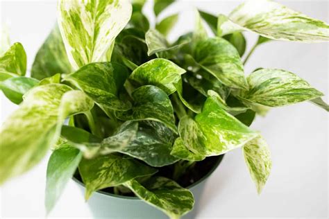 Marble Queen Pothos Plant Ultimate Care Guide Paisley Plants