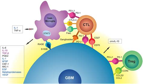 Frontiers Immune Evasion Strategies Of Glioblastoma