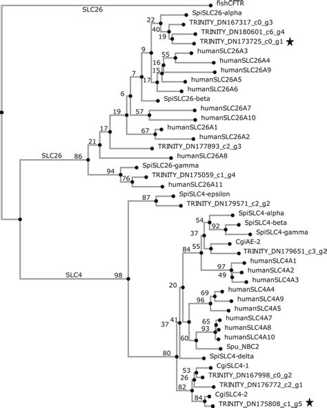 Phylogenetic tree depicting relationships between bicarbonate ... 