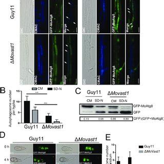 Movast Regulates The Autophagy Process A The Localization Of