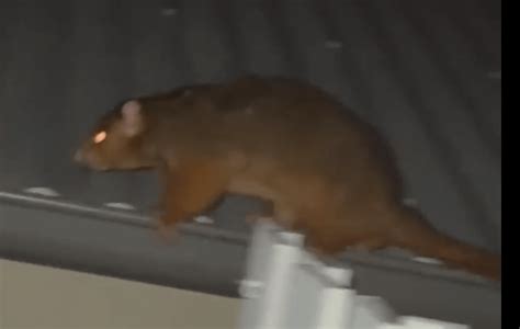 Is this a possum or a rat? : r/australia