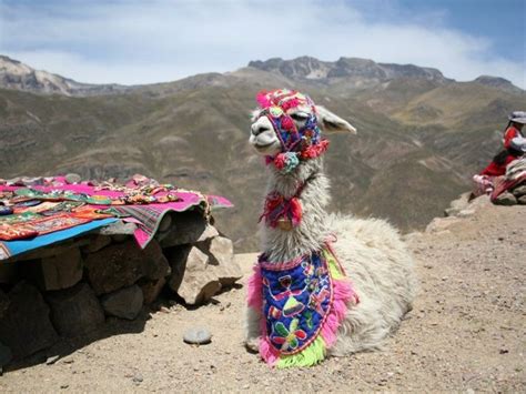 10 Things To Know About Peruvian Cuisine Llamas Peru Llama Machu