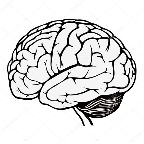 Human brain — Stock Vector © spirit-alex #18987557