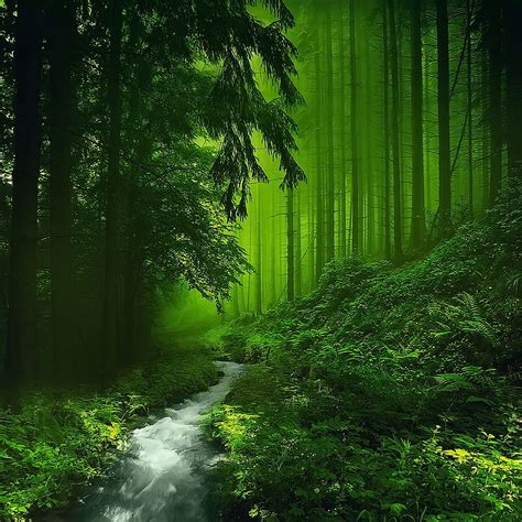 Share more than 81 wallpaper forest green super hot - in.cdgdbentre