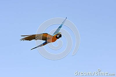 Macaw Parrot In Flight Stock Images - Image: 13909194