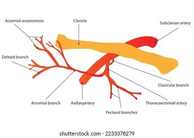 Thoracoacromial Artery Branches Stock Vector (Royalty Free) 2233378279 | Shutterstock