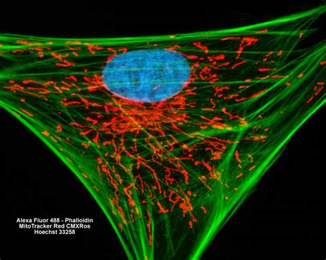 Zeiss Microscopy Online Campus Fluorescence Image Gallery Adherent