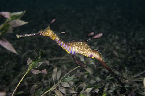 Phyllopteryx Taeniolatus Lacepède 1804 Common Seadragon