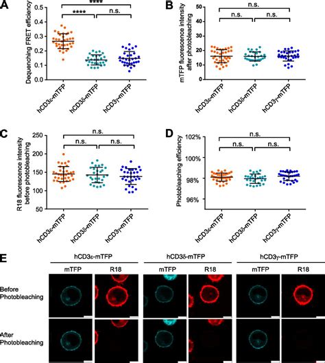 Ionic CD3Lck Interaction Regulates The Initiation Of T Cell Receptor