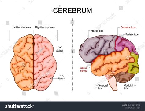 Human Brain Structure Hemispheres Lobes Cerebral Stock Vector (Royalty ...