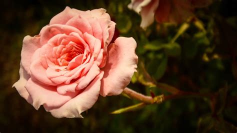 Wallpaper Flowers Red Blossom Pink Flower Flora Petal Land