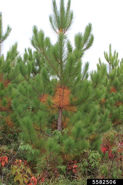 Red Pine Pinus Resinosa 5582506