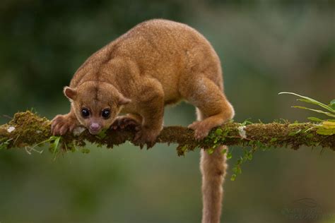 Kinkajou, Potos flavus there’s a special on... - Denizens of Earth