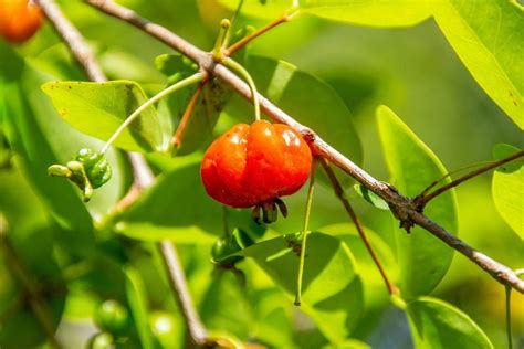 Rvores Frut Feras Para Jardim Melhores Esp Cies