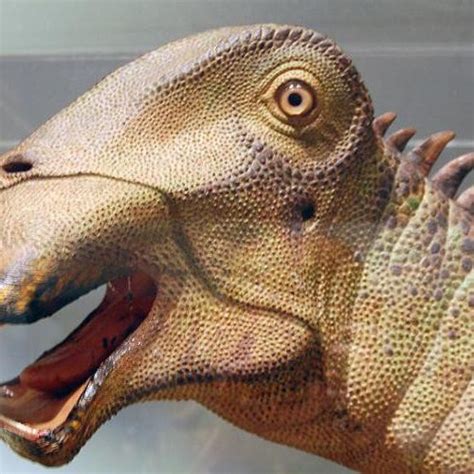 Nigersaurus Pictures & Facts - The Dinosaur Database