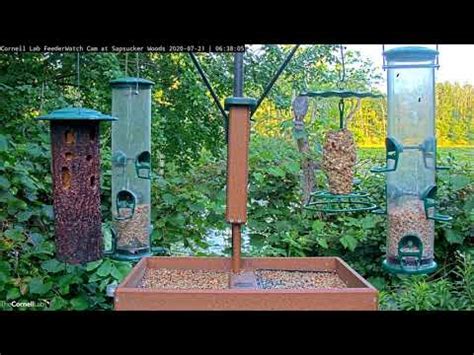 Cornell FeederWatch Cam | Cornell Lab Bird Cams Cornell Lab Bird Cams