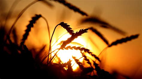 Despite Bad Weather During Harvesting Punjab Set To Harvest Bumper