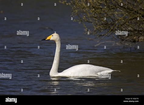 Singschwan Cygnus Cygnus European Whooper Swan Stock Photo Alamy