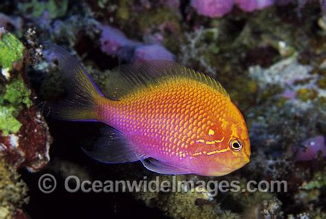 Sunburst Anthias Serranocirrhitus Latus Cave Basslet Beneath The Sea