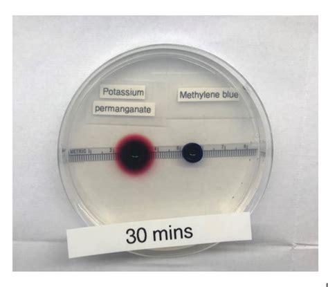 Solved Lab 3: Cell Physiology Simple Diffusion Experiment | Chegg.com