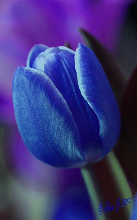 tulip colors blue  jessica laurantus blog