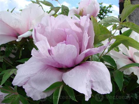 Tree Peony Paeonia Suffruticosa In Park Head Of A Pale Pink Peony