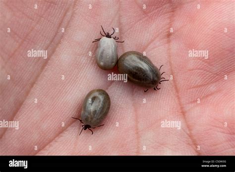 Ticks And Mites Hi Res Stock Photography And Images Alamy