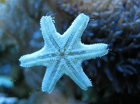 Asterina Seesterne – Kleines Meerwasseraquarium