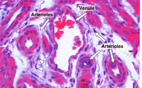 Medical Learner Histology Blood Vessel | Hot Sex Picture