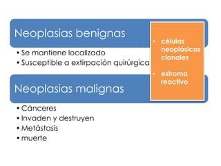 Caracter Sticas De Neoplasias Benignas Y Malignas Ppt