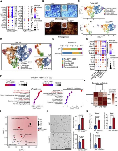 TRIM28 Secures Skeletal Stem Cell Fate During Skeletogenesis By