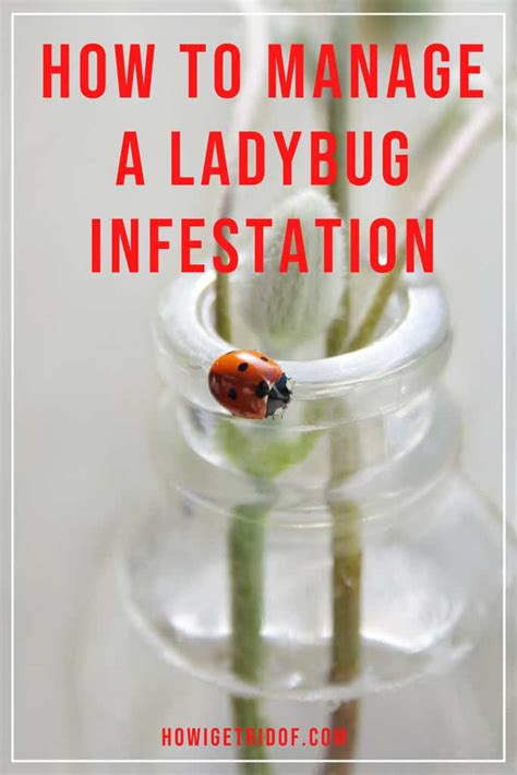 How To Manage A Ladybug Infestation - How I Get Rid Of