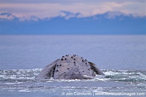 Humpback Whale Feeding 11 Photo, Picture, Print | Cornforth Images