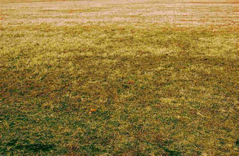 Yellow Grass Causes And Treatment