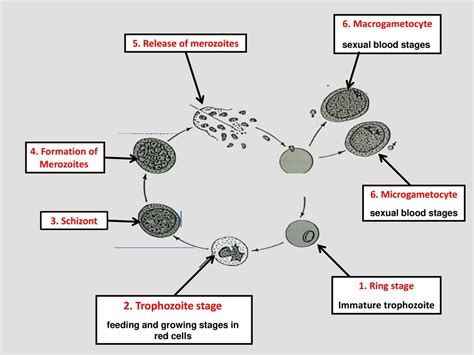 Parasitology Ppt Download