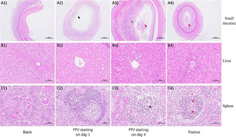 Representative Photomicrographs Of Cat Tissue Pathology A1 A4 Cat