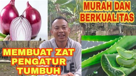 Zat Penanam Tumbuh Zpt Dari Bawang Merah Dan Lidah Buaya Youtube