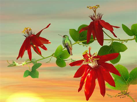 Hummingbird And Passion Flowers Photograph By M Spadecaller Pixels