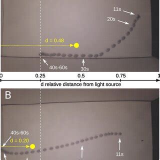 Experimental Set Up For The Behavioural Experiments A Schematic