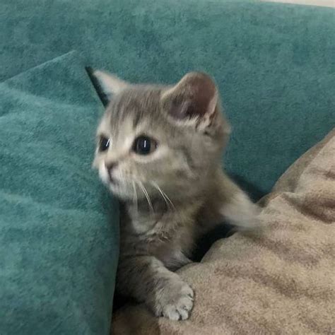 Pin de 𝓒𝓮𝓬𝓲𝓪 en S T I C K E R S | Gatos bonitos, Gatitos adorables ...