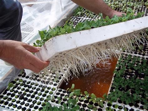 Aquaponics System | Five Gallon Ideas