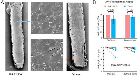 A Sem Images To Show Representative Morphologies Of Endothelial Cells