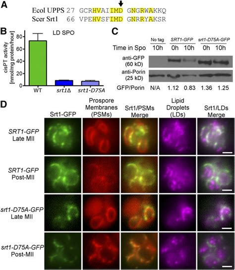 A Catalytic Site Mutant Of Srt1 A Alignment Of E Coli Ecol