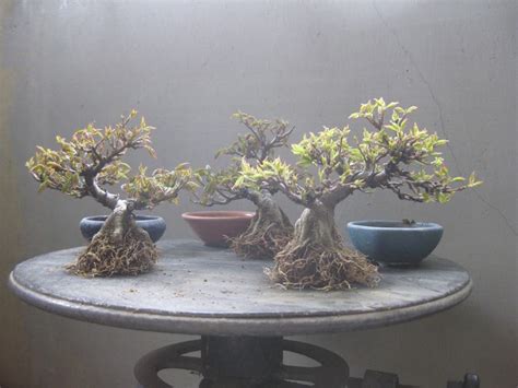 Mame Bonsai Bonsai Empire