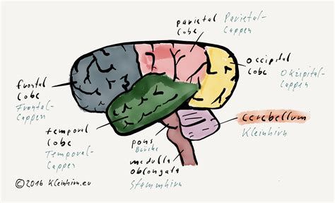 Kleinhirn Das Kleinhirn