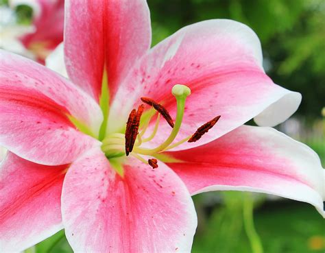 Free stock photo of flora, floral, flower wallpaper