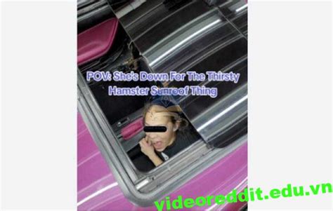 Incredible Hamster Sunroof Video Twitter Examples That Will Leave You ...