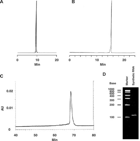 Hplc And Electrophoretic Analysis Of Purified Mer Rna A A Plrp S